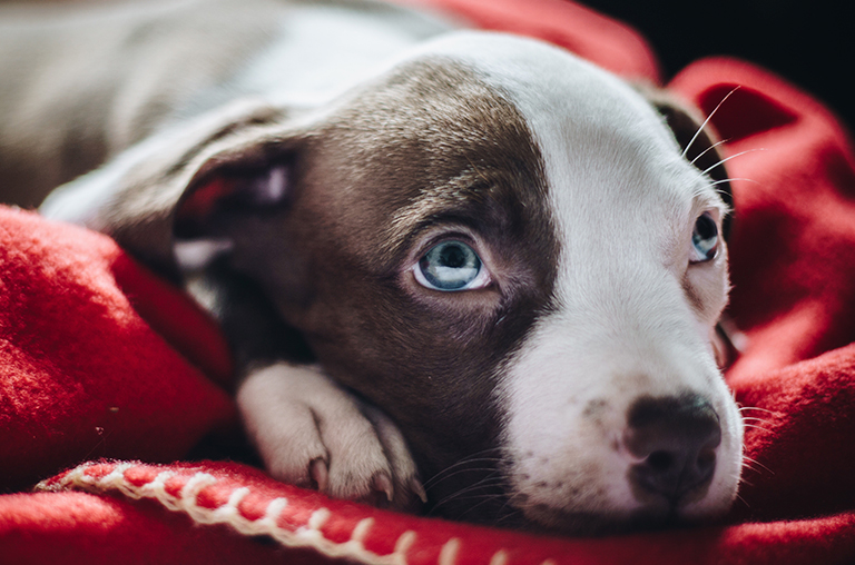 Seguro responsabilidad civil perros