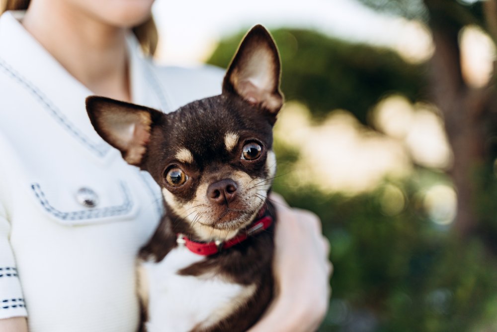 seguro responsabilidad civil perros